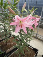 [1878 Chelsea DJ No02.JPG]